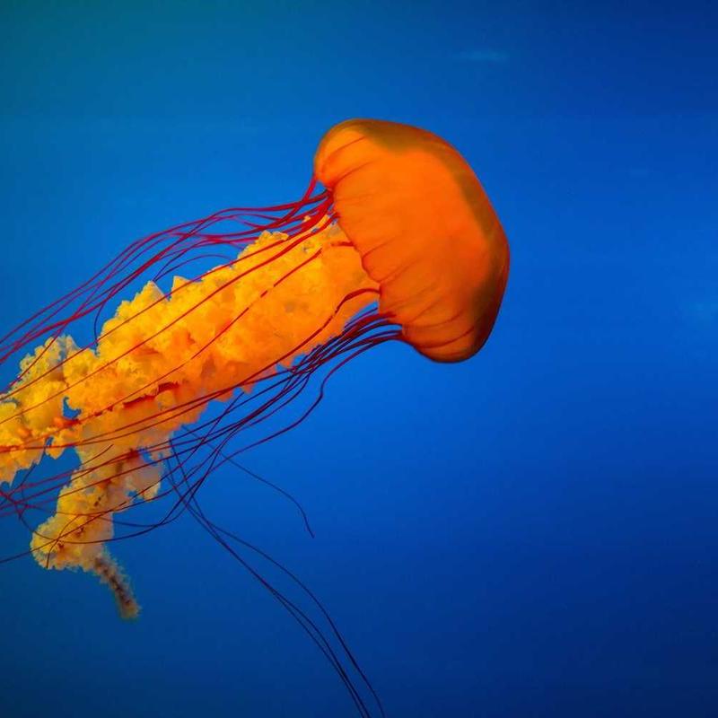 Nec justo torquent efficitur gravida urna rhoncus erat quis pellentesque nascetur euismod